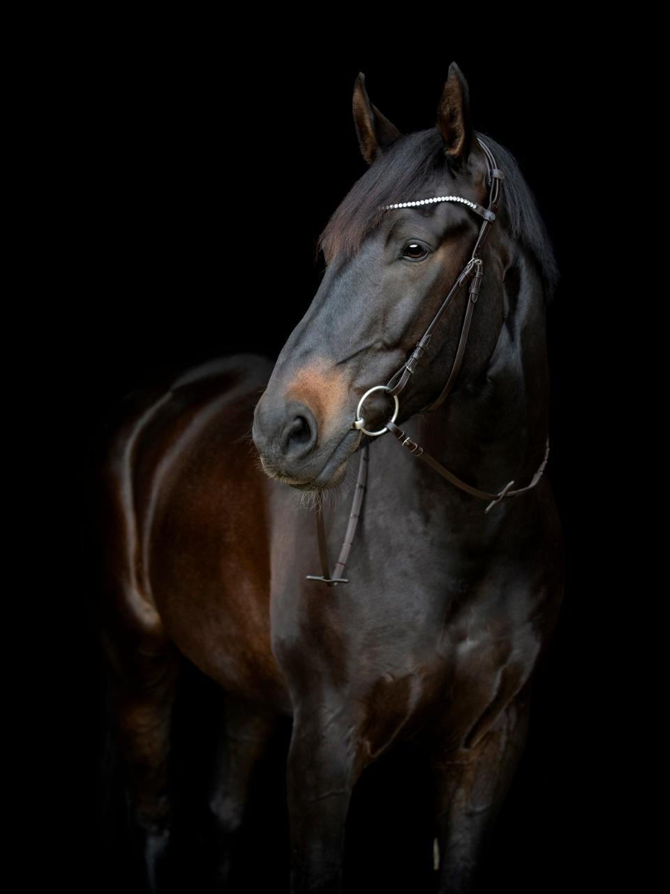 Gentle kæberem m/spænder