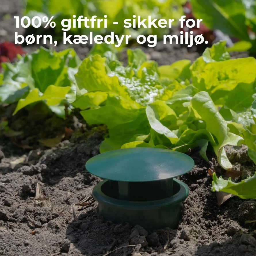 Sneglefælde 