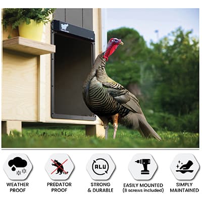 Hønsedør auto giant