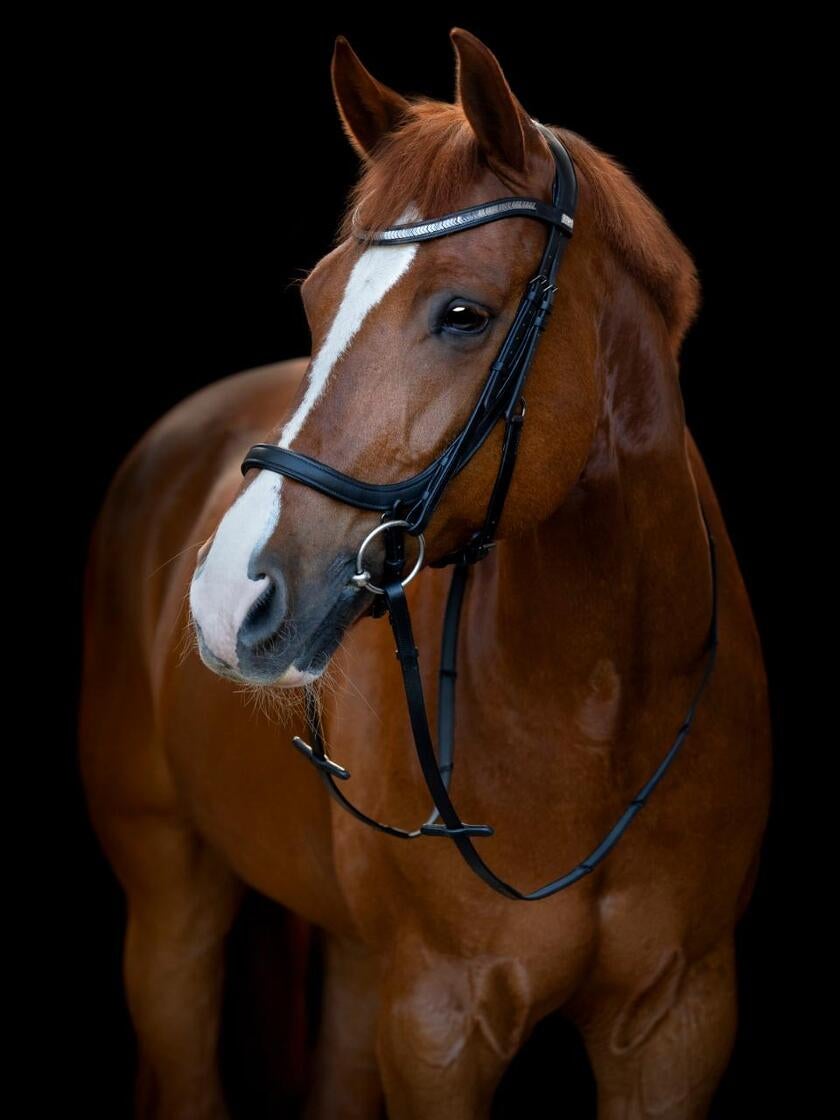 Tine anatomic trense