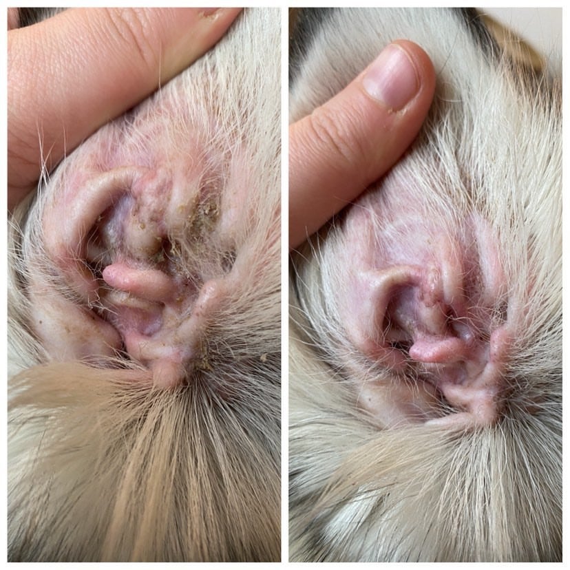 Økologisk Ørepleje 100 ml