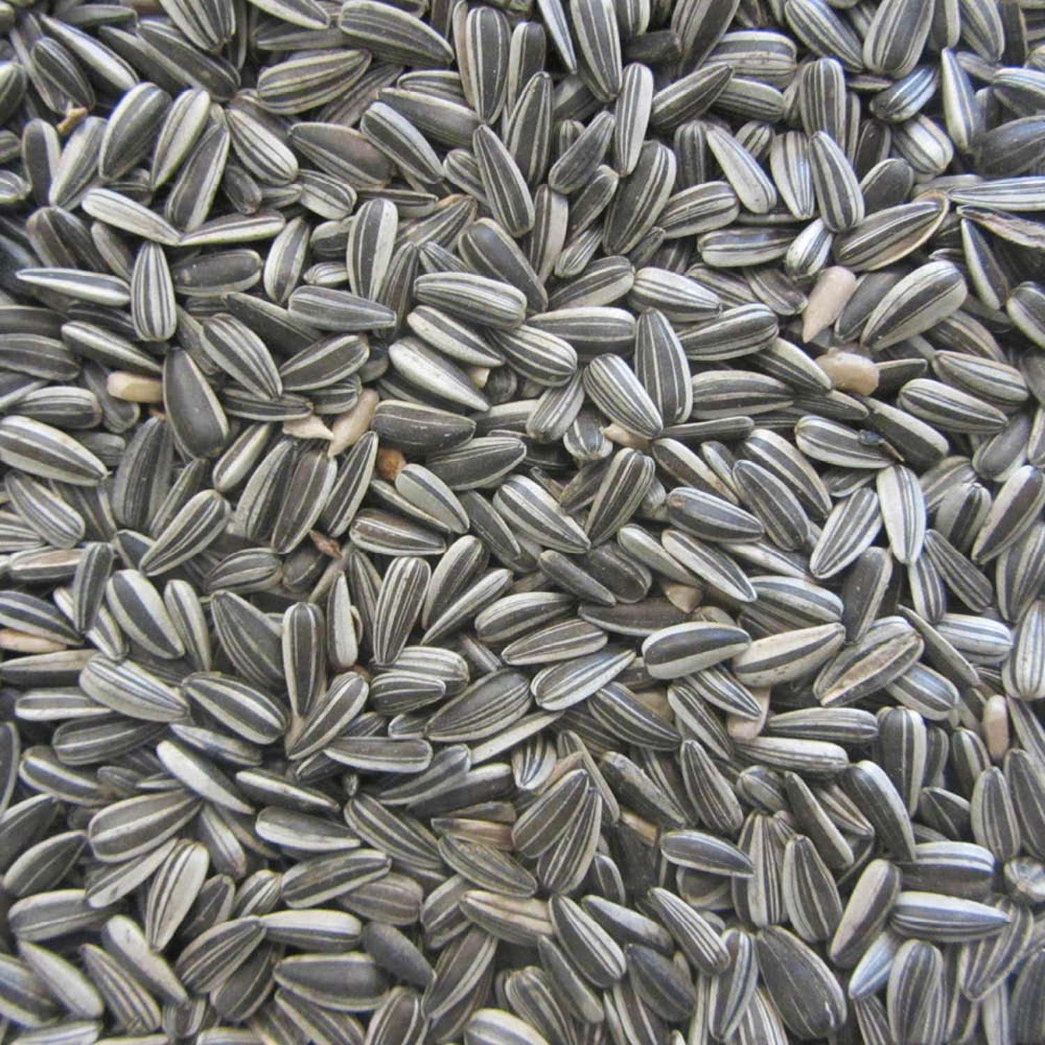 Stribet Solsikke 15 kg