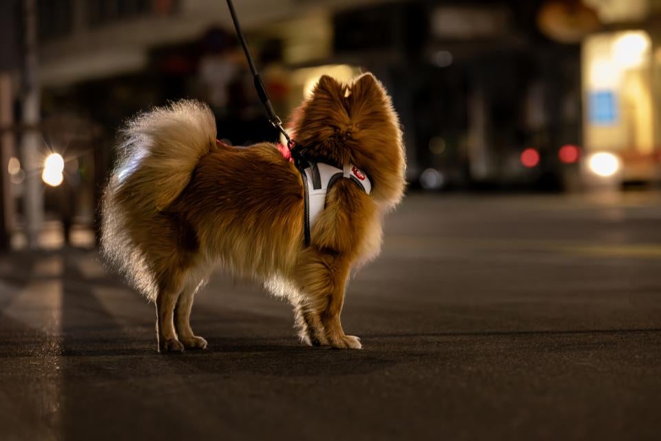 Vest Clasp Glow hundesele