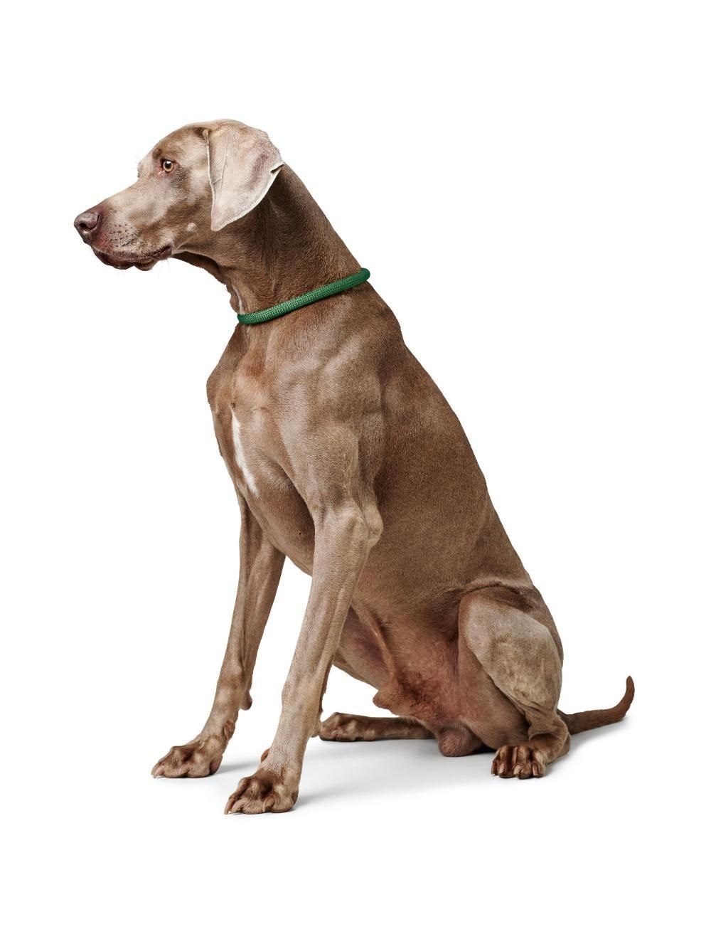 Freestyle Træningshalsbånd