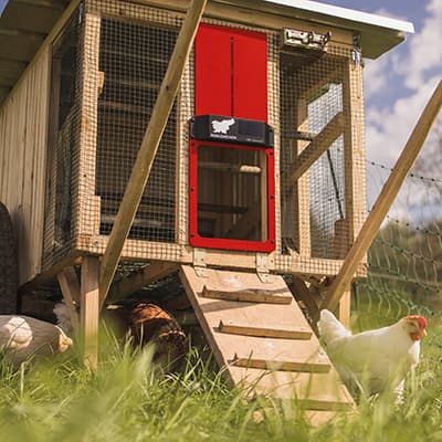 Hønsedør auto Eternal