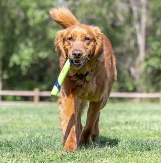 Sniff fetch stick peanut butter