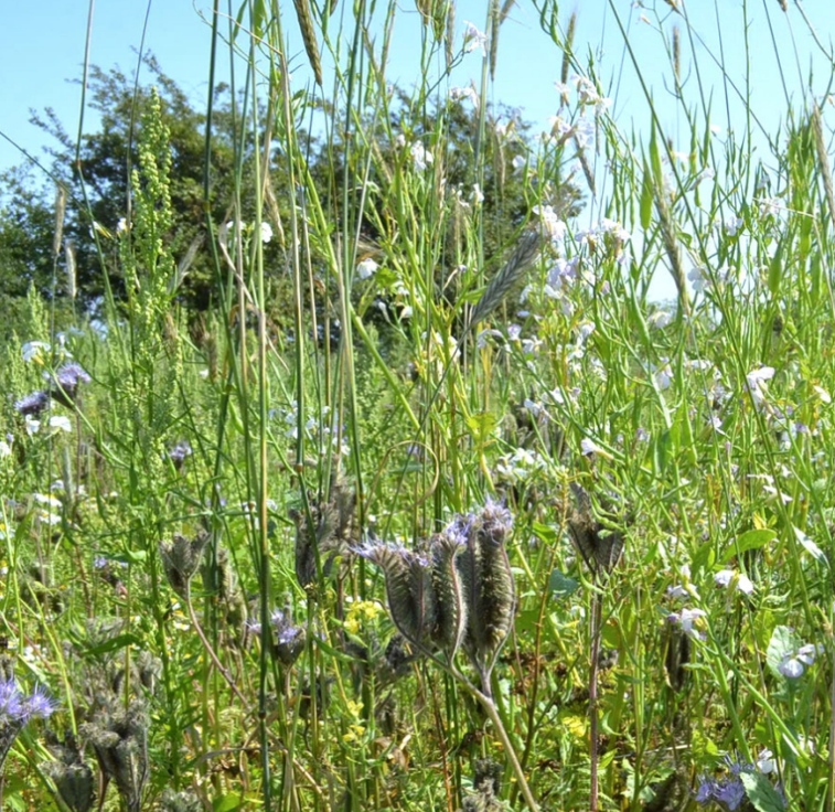 Allround Vildtblanding 10 kg