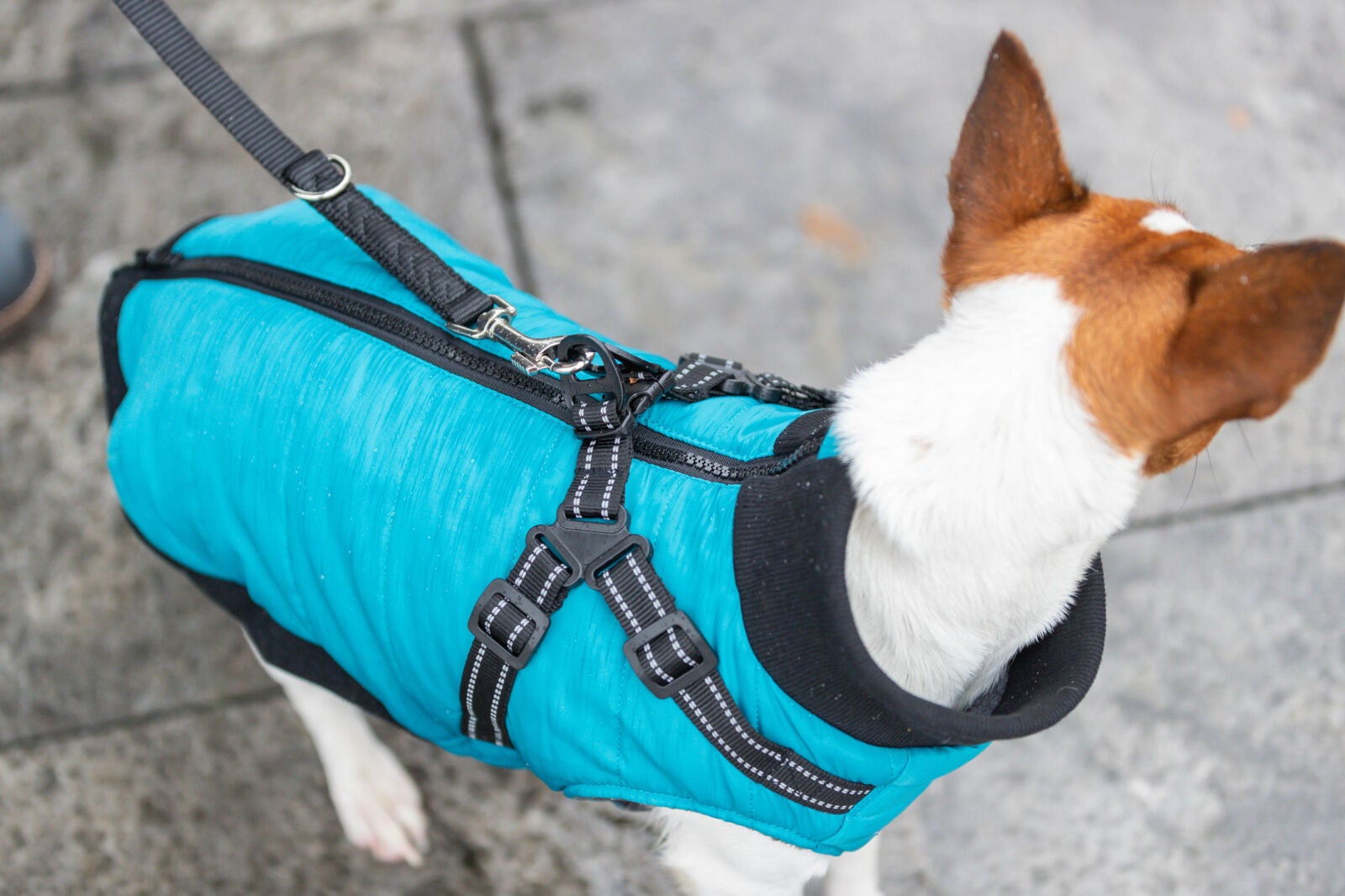 Pontis Harness Coat aqua str. xs 30 cm