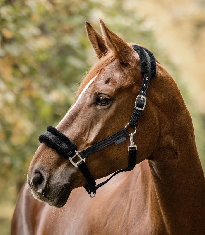 First grime m. imi pels