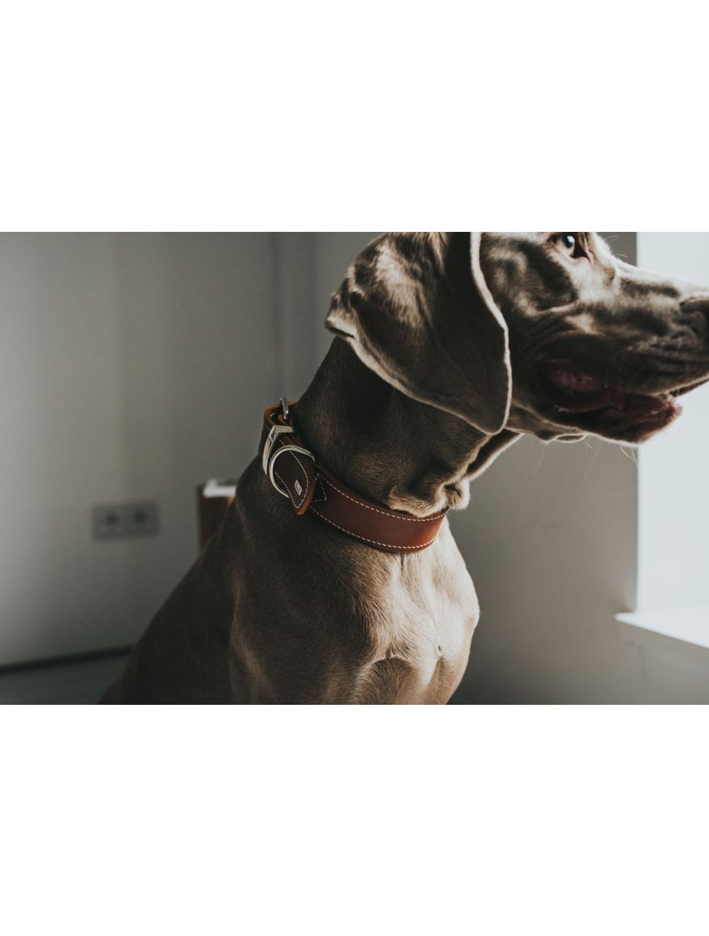 Halsbånd Aalborg Special